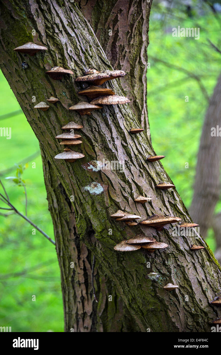 Pilze auf Baumstamm, Derbyshire Stockfoto