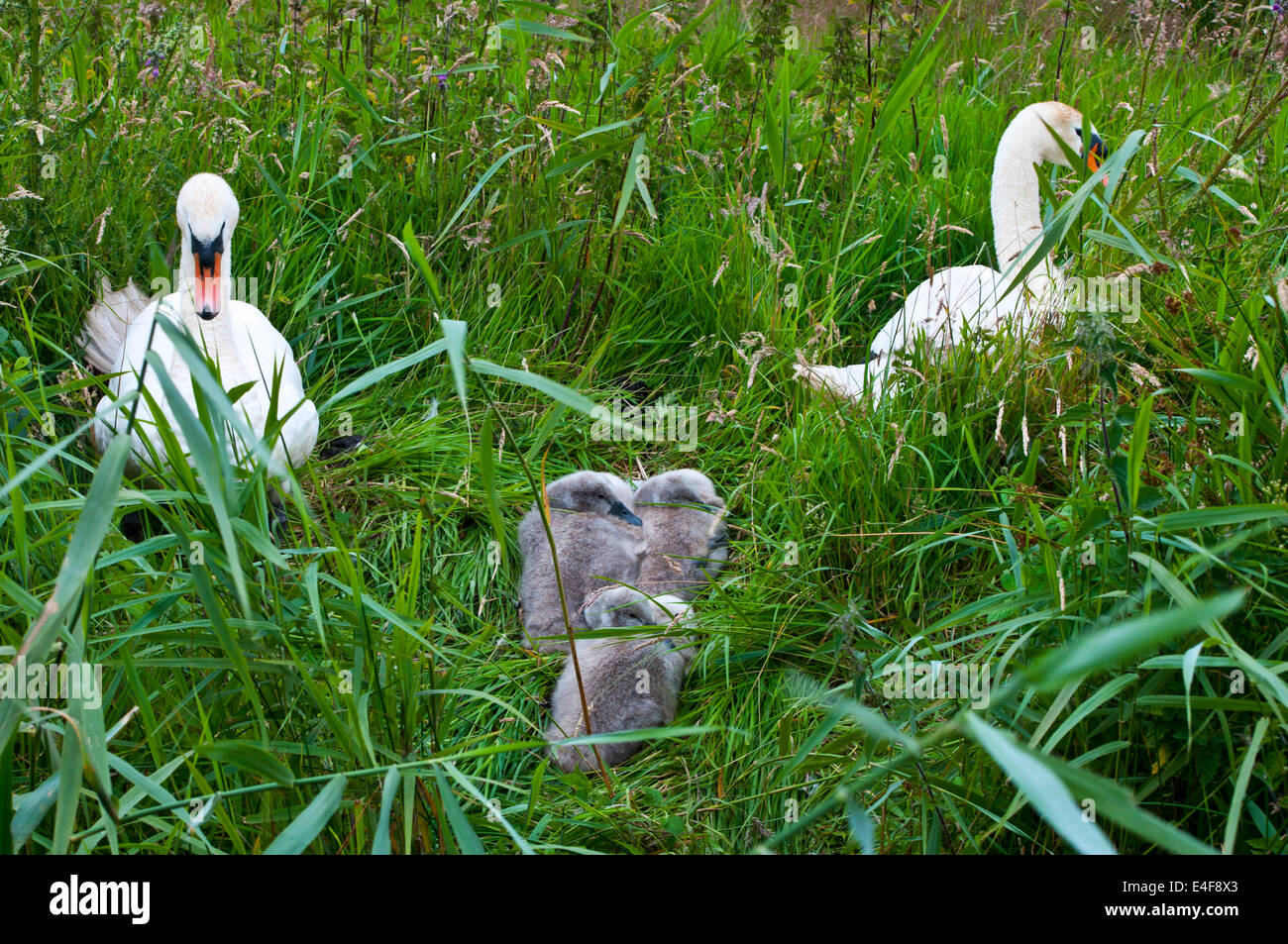 Höckerschwan Cygnus Olor Höckerschwan cygnets Stockfoto