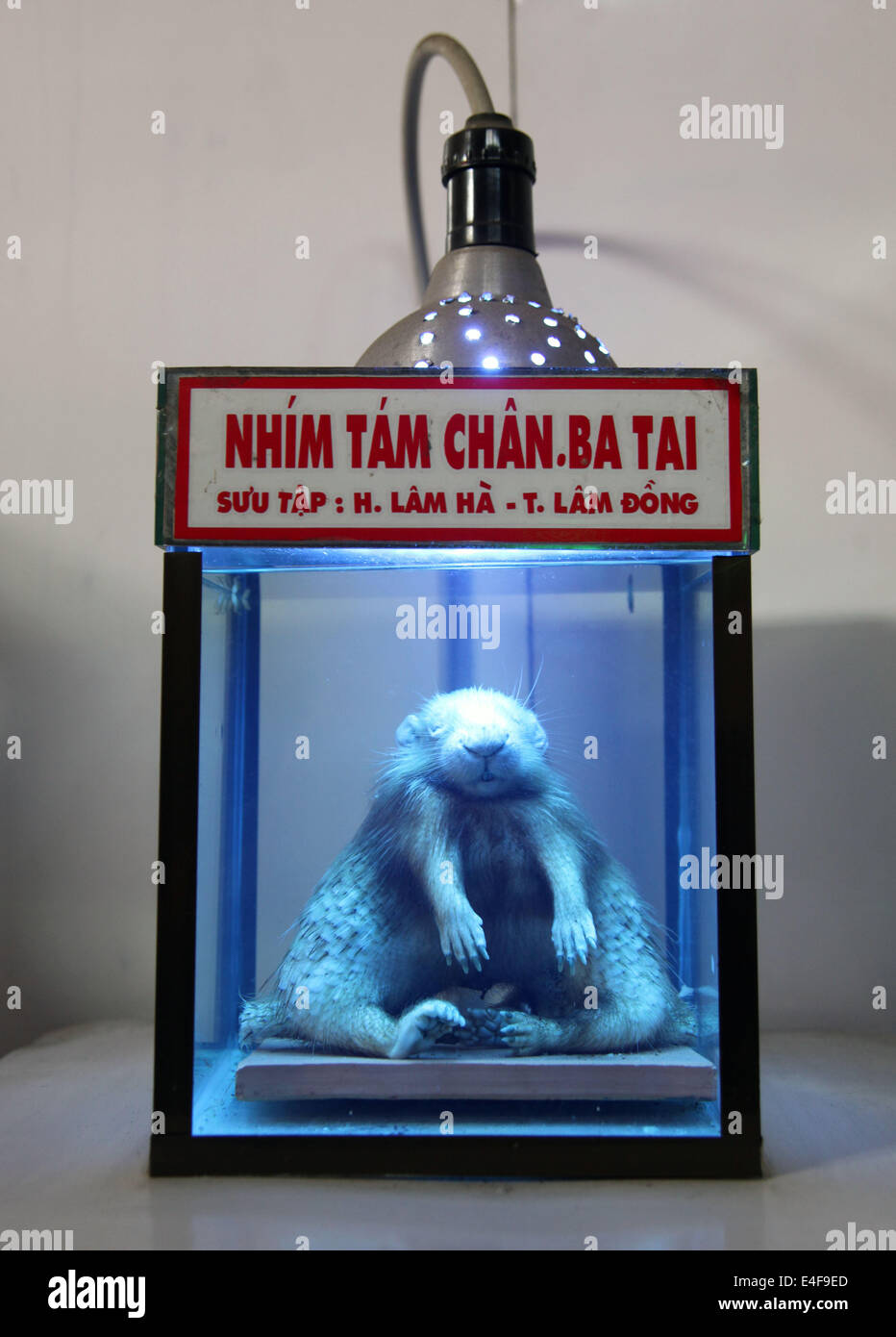 Es ist ein Foto von einem seltsamen Tier in der Galerie des Grauens in einem Vergnügungspark oder Fair oder Zoo in Vietnam Stockfoto