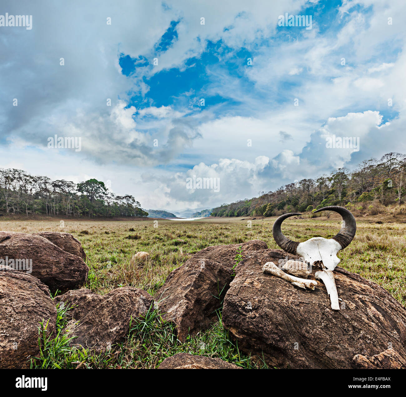 Gaur (indische Bison) Schädel mit Hörnern und Knochen in Periyar Wildlife Sanctuary, Kumily, Kerala, Indien Stockfoto