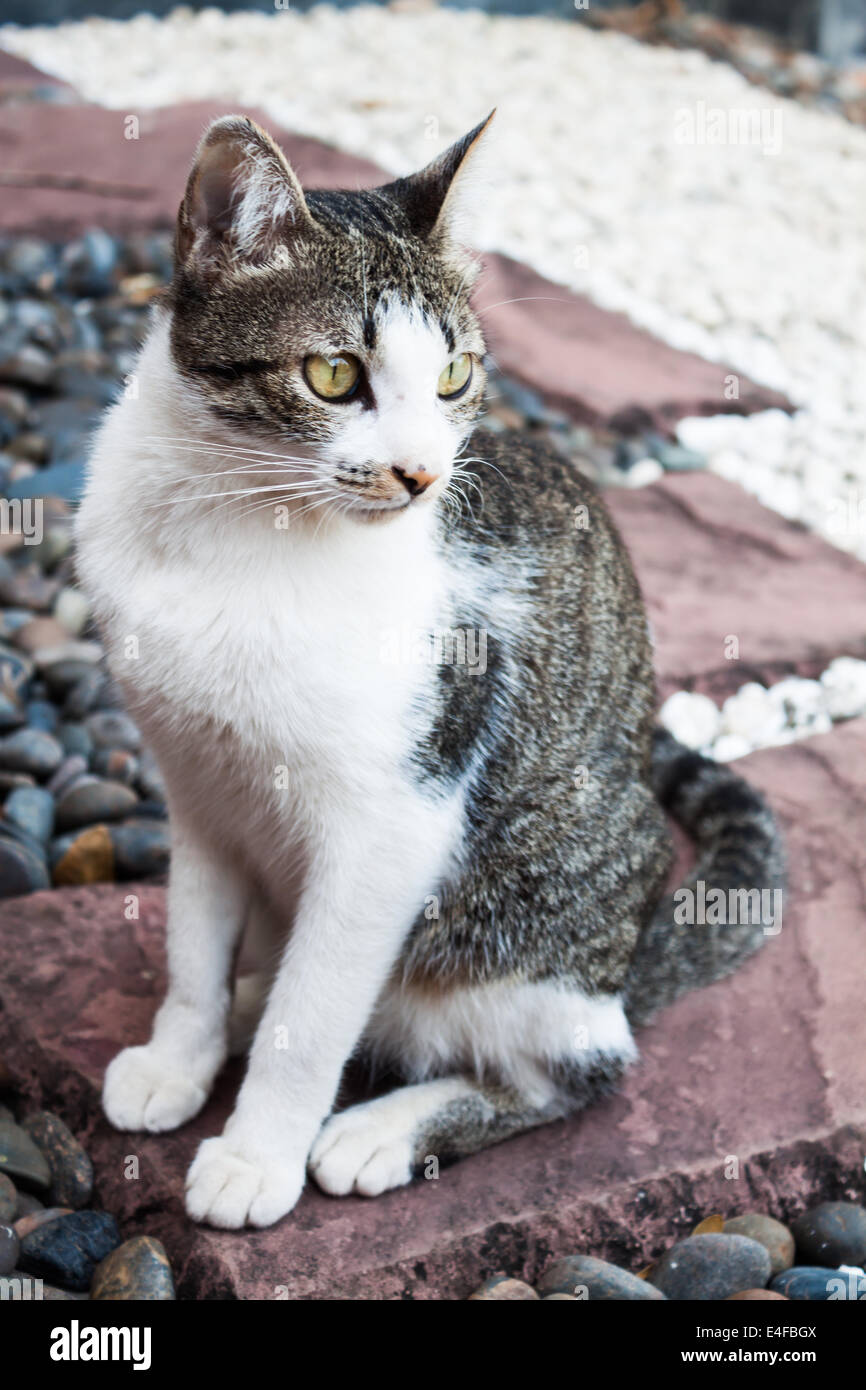 Siamesische Katze sitzt auf dem Felsen im Hausgarten Stockfoto