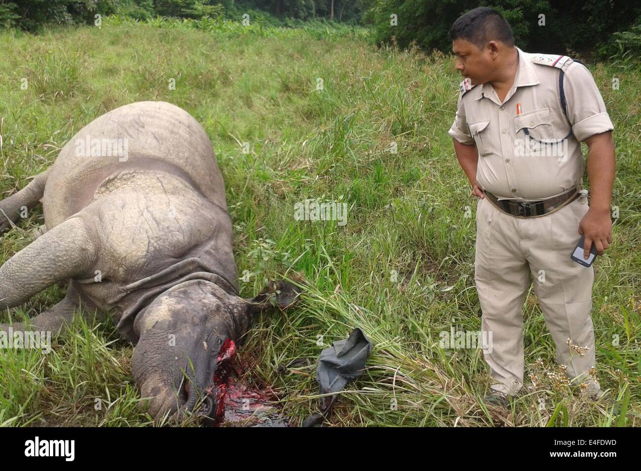 Indische Polizei Beamte stehen in der Nähe der Kadaver eines ein-gehörnte Nashorns wurde getötet und de-gehörnten von Wilderern im Bereich Burapahar des Sundori Camp im Kaziranga National Park, etwa 250 km östlich von Guwahati. Mindestens 17 Nashörner wurden dieses Jahr von Wilderern in Kaziranga getötet. Die ein-gehörnte Panzernashorn in der Liste als gefährdete Art enthalten ist, wird es in erster Linie in Nord-Ost Indien gefunden. Bildnachweis: Simon Hazarika/Pacific Press/Alamy Live-Nachrichten Stockfoto