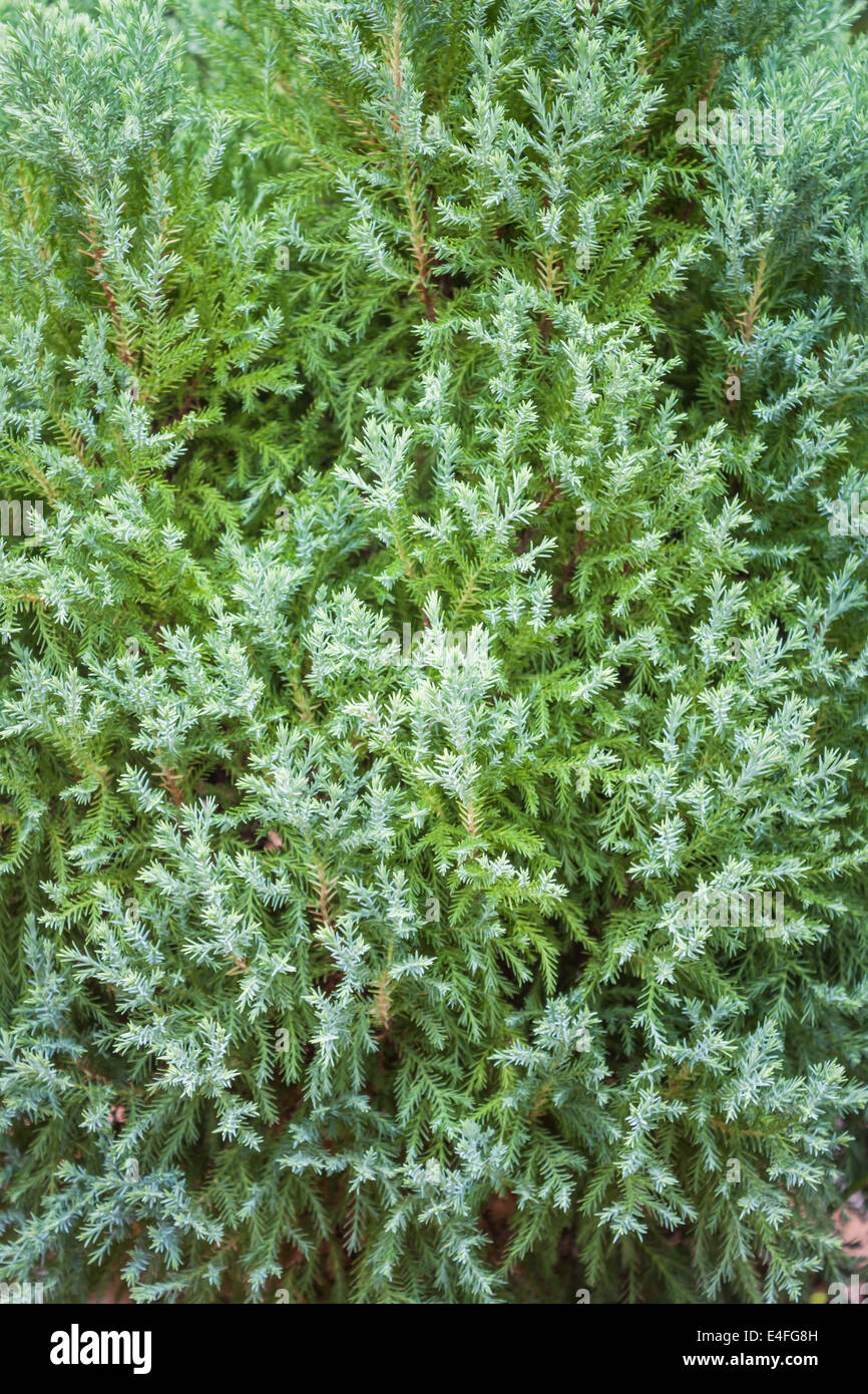 Blatt und AST-Textur der Grünpflanze Stockfoto
