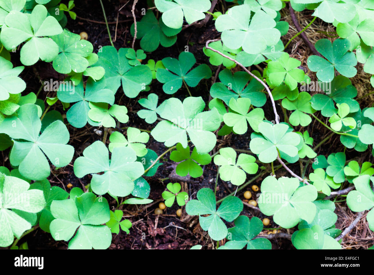 Üppige Abdeckung Pflanzen im Frühling Natur Stockfoto