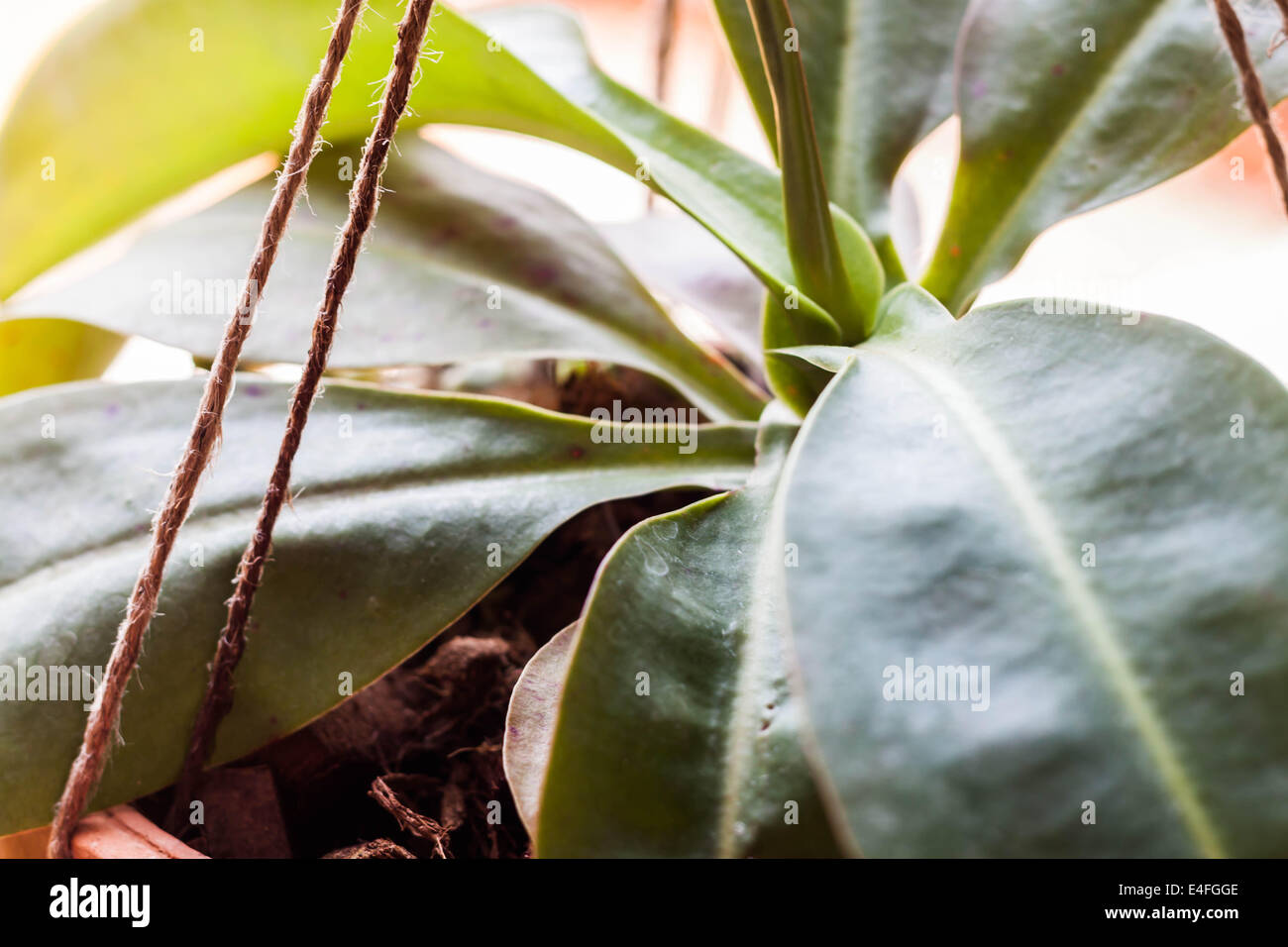 Grüne Blätter der tropische Kannenpflanze, Nepenthe Stockfoto