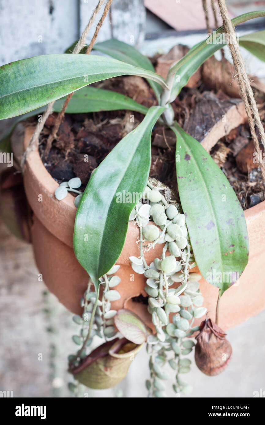 Tropische Kannenpflanze, Nepenthe Stockfoto