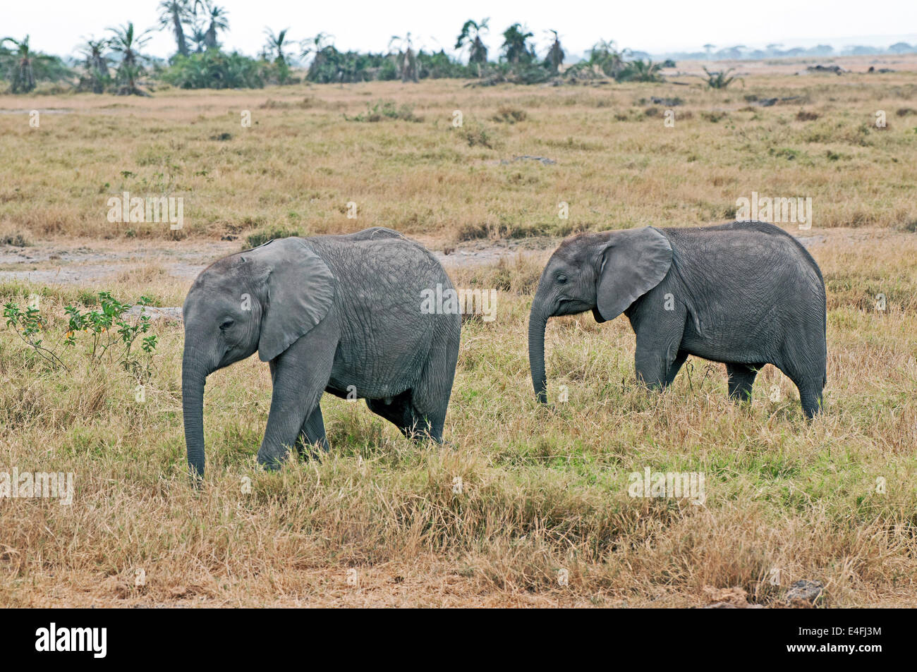 Zwei junge baby Elefanten Teil der Familiengruppe Amboseli Nationalpark Kenia Ostafrika Elefanten BABY Babys AMBOSELI Kenia Stockfoto
