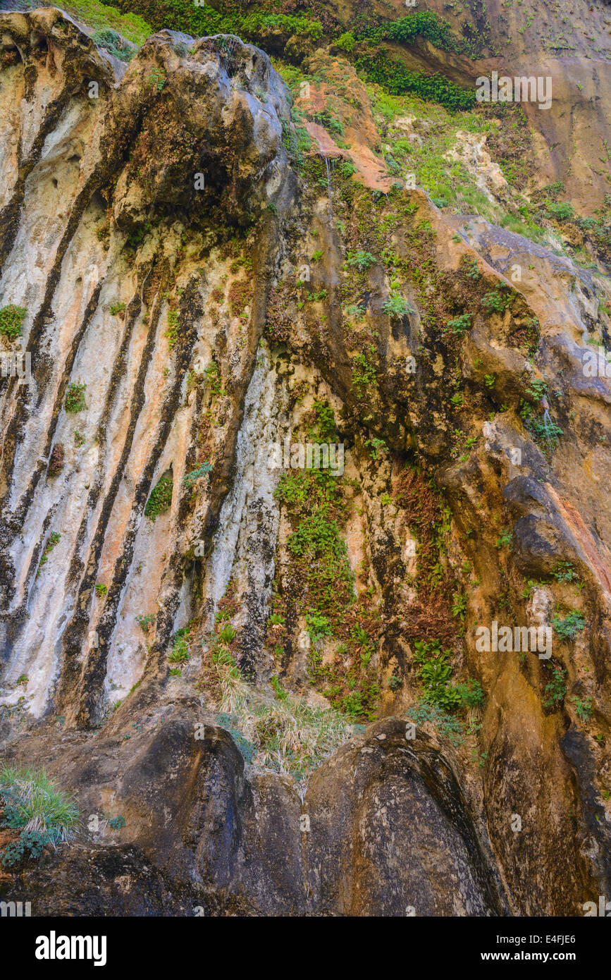 Hängenden Gärten von Weeping Rock, Zion Nationalpark, Utah, USA Stockfoto