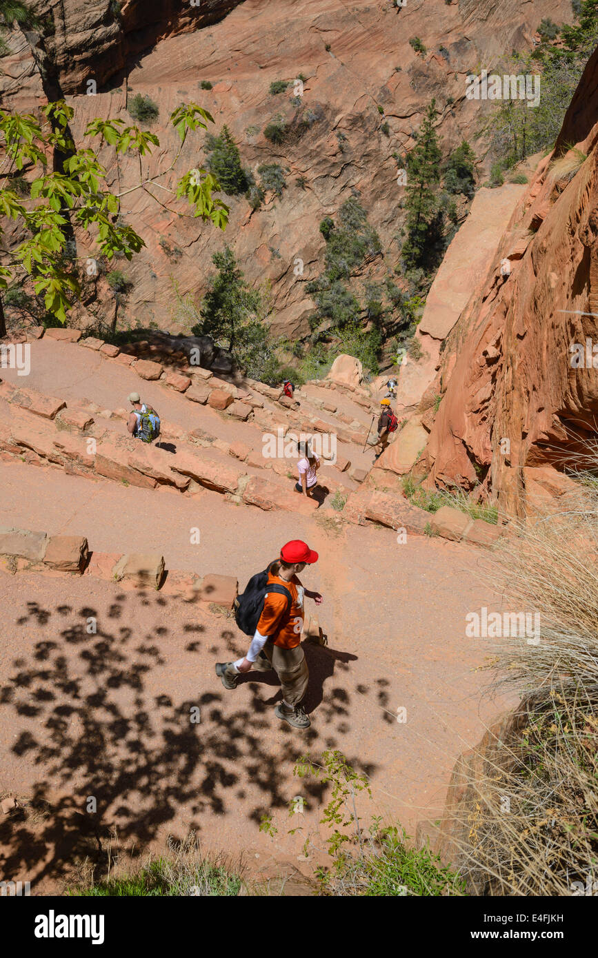 Walters wackelt auf dem Trail zu Angels Landing, Zion Nationalpark, Utah, USA Stockfoto