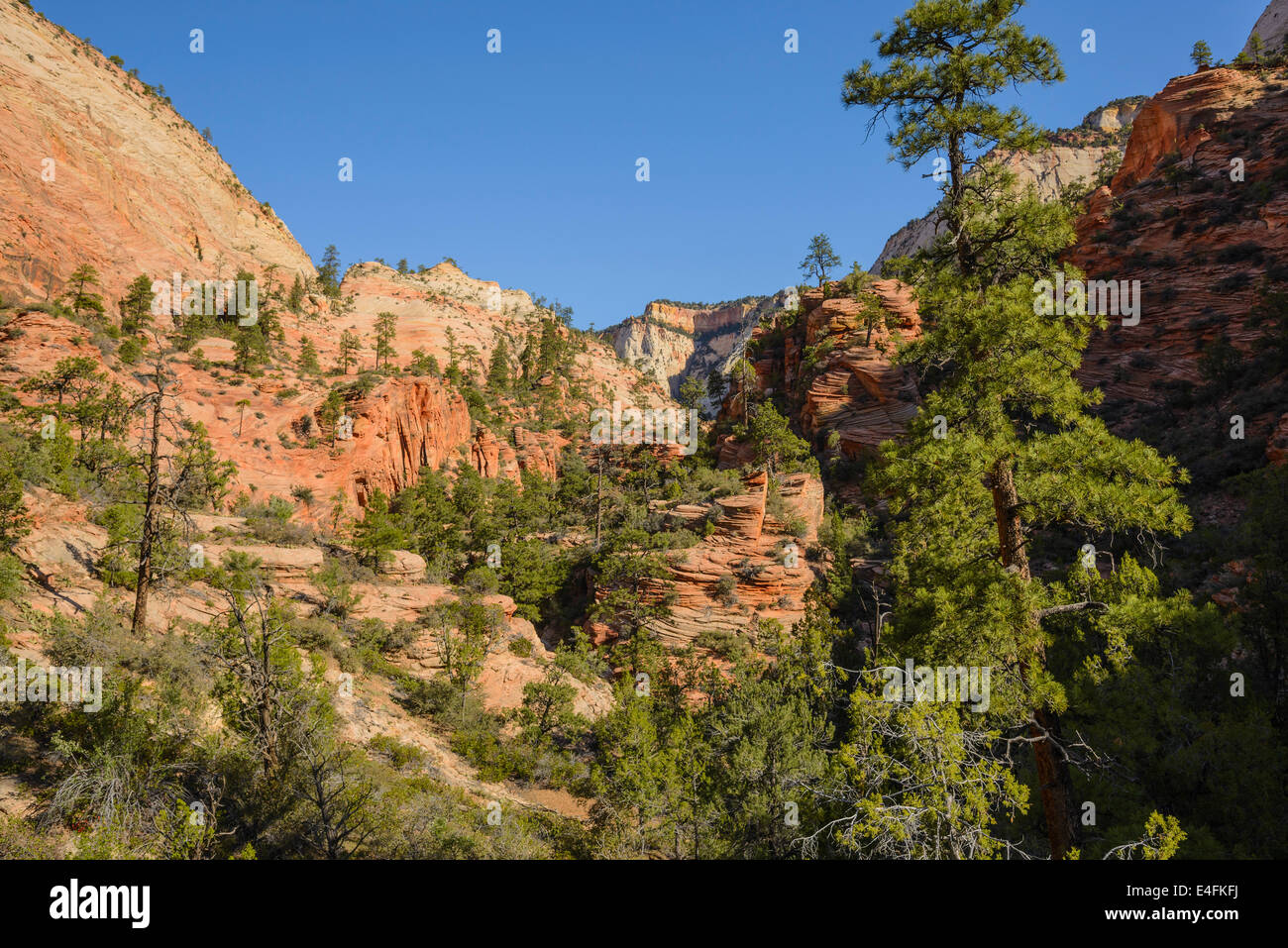 Zion Plateau, östlichen Abschnitt der Zion Nationalpark, Utah, USA Stockfoto