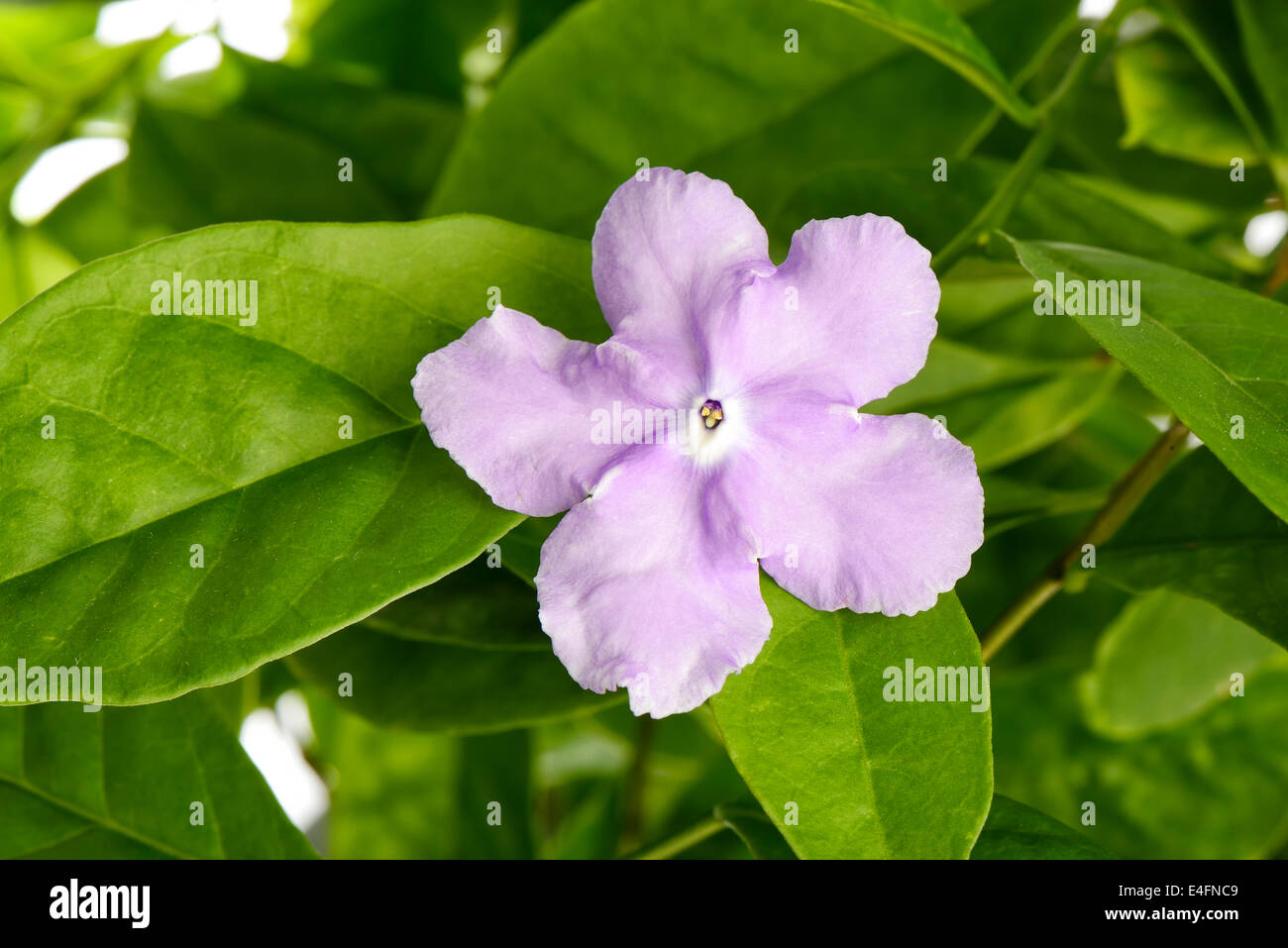 Nahaufnahme des violetten Brunfelsia Jasmin Blume, Isoalted auf weiß Stockfoto