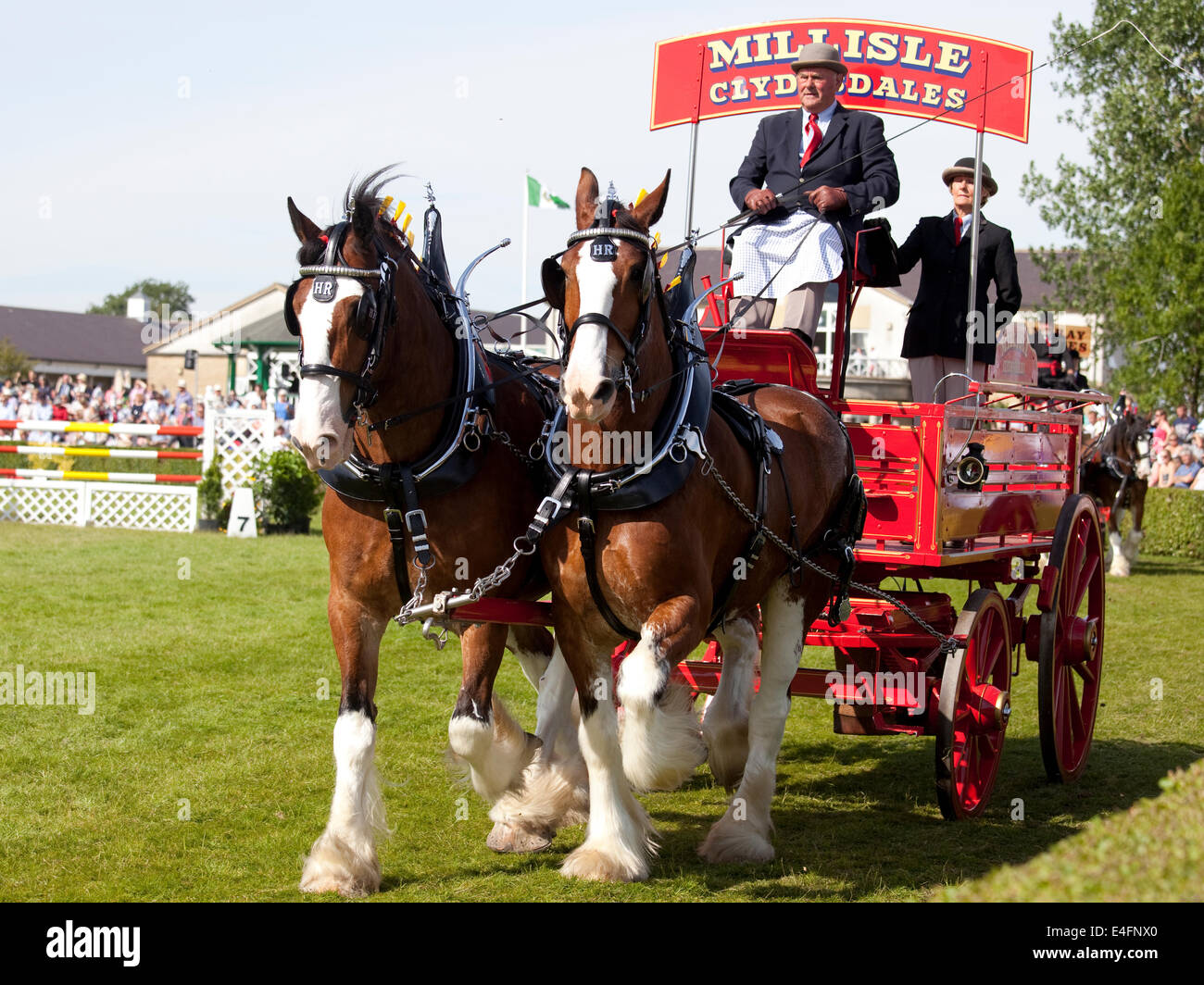 Harrogate, North Yorkshire, UK. 9. Juli 2014.  Hugh Ramsay Anzeige seiner Mühle Isle Clydesdales im Abschnitt Paare die schwere Pferde-Beteiligung bei der Great Yorkshire Show am 9. Juli 2014 in Harrogate in North Yorkshire, England. Bildnachweis: AC Bilder/Alamy Live-Nachrichten Stockfoto