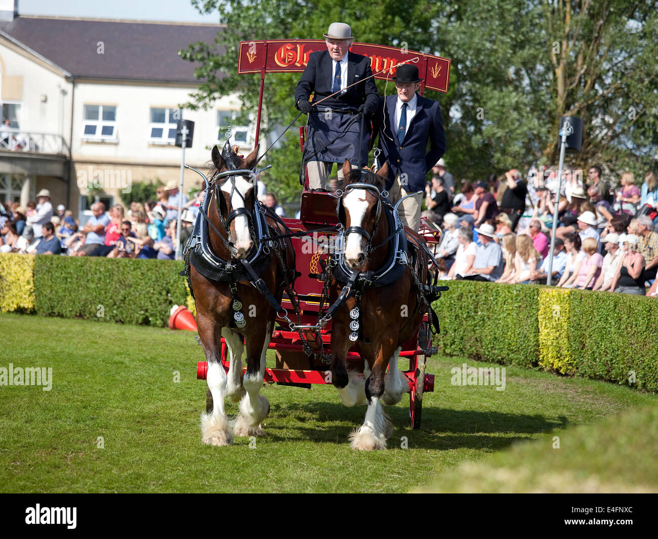 Harrogate, North Yorkshire, UK. 9. Juli 2014.  Ein Teilnehmer im Abschnitt "Paare" die schweren Pferde Wahlbeteiligung in der Hauptarena auf der Great Yorkshire Show auf anzeigen 9. Juli 2014 in Harrogate in North Yorkshire, England. Bildnachweis: AC Bilder/Alamy Live-Nachrichten Stockfoto