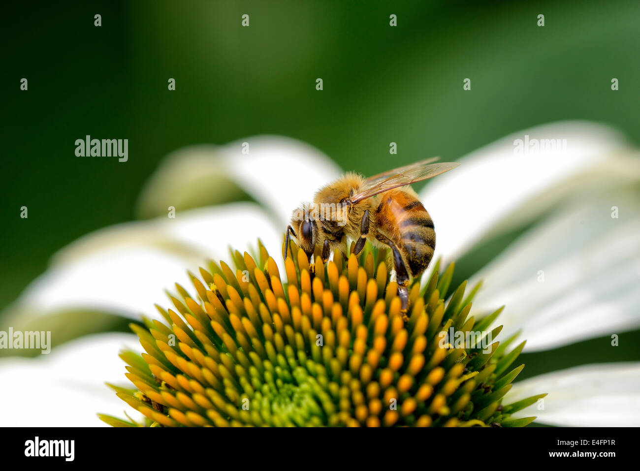 Nahaufnahme der Biene auf dem Kopf Echinecea Blume Stockfoto