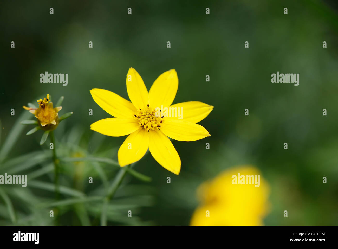 Nahaufnahme der gelbe kleine Blume im Feld Stockfoto