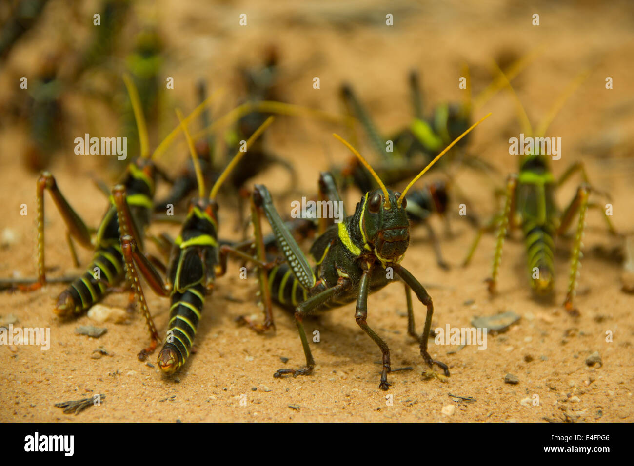 Die größere Heuschrecke schützen die kleinsten Stockfoto