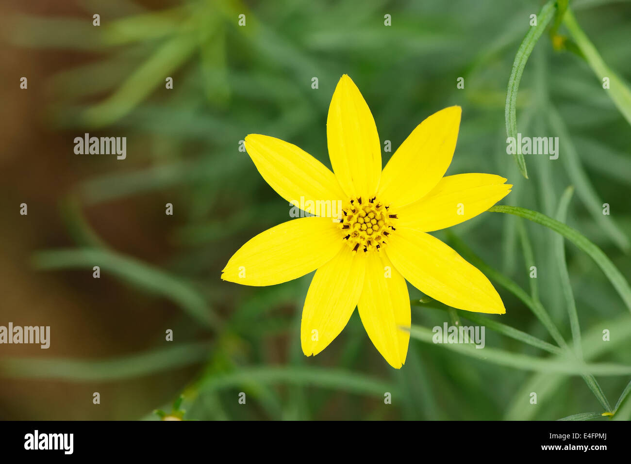 Nahaufnahme der gelbe kleine Blume im Feld Stockfoto
