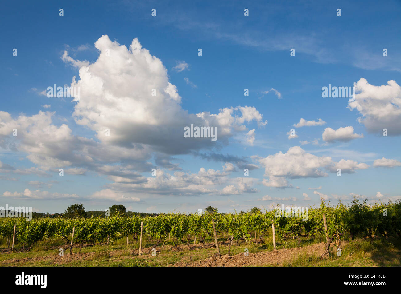 Panorama von Weinreben gegen Sommerhimmel. Stockfoto