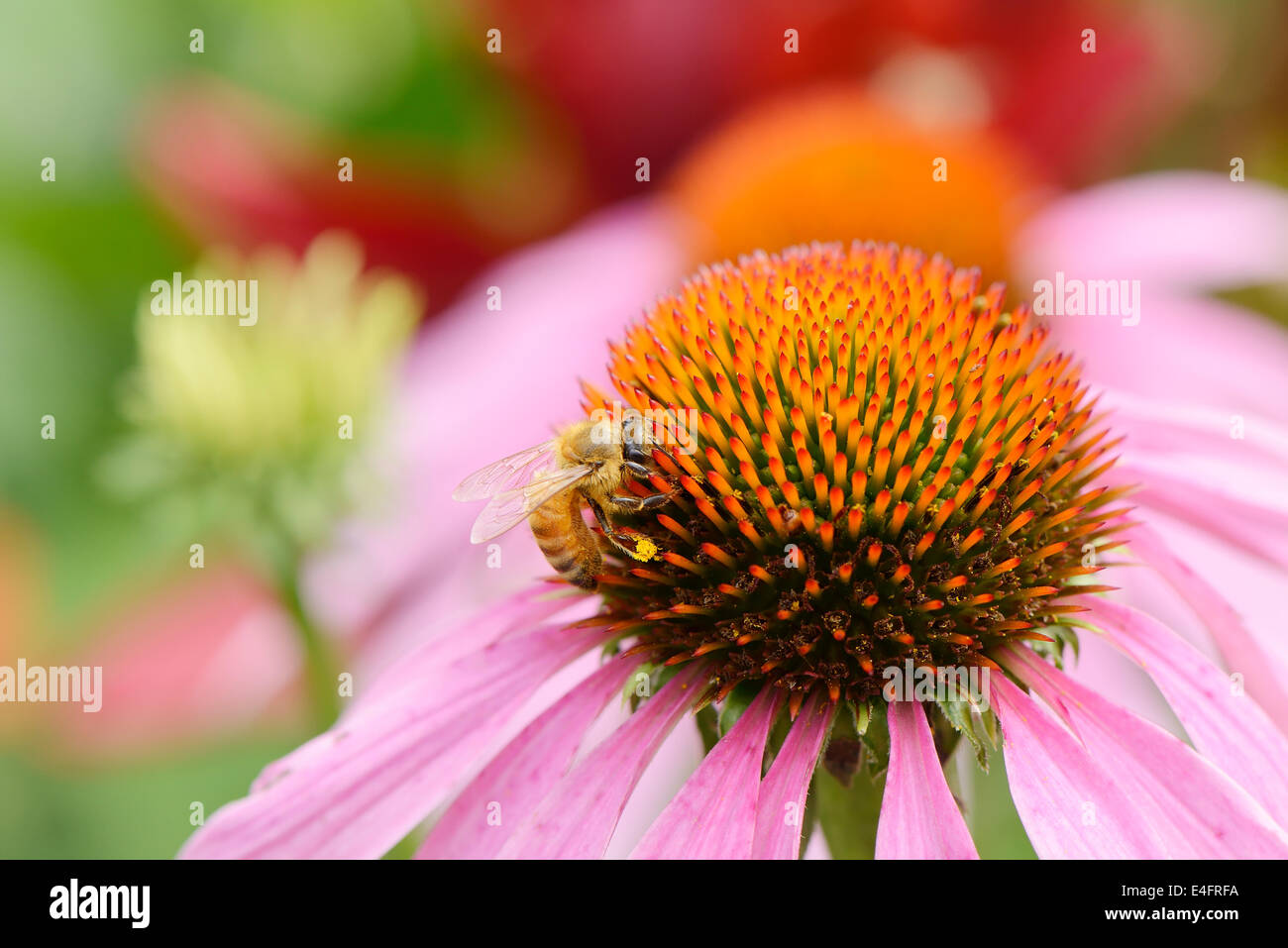 Nahaufnahme der Biene auf dem Kopf Echinecea Blume Stockfoto