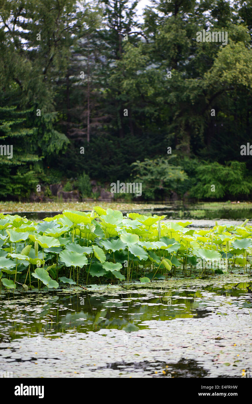 Lotusblätter schwimmend auf einem Teich im freien Stockfoto