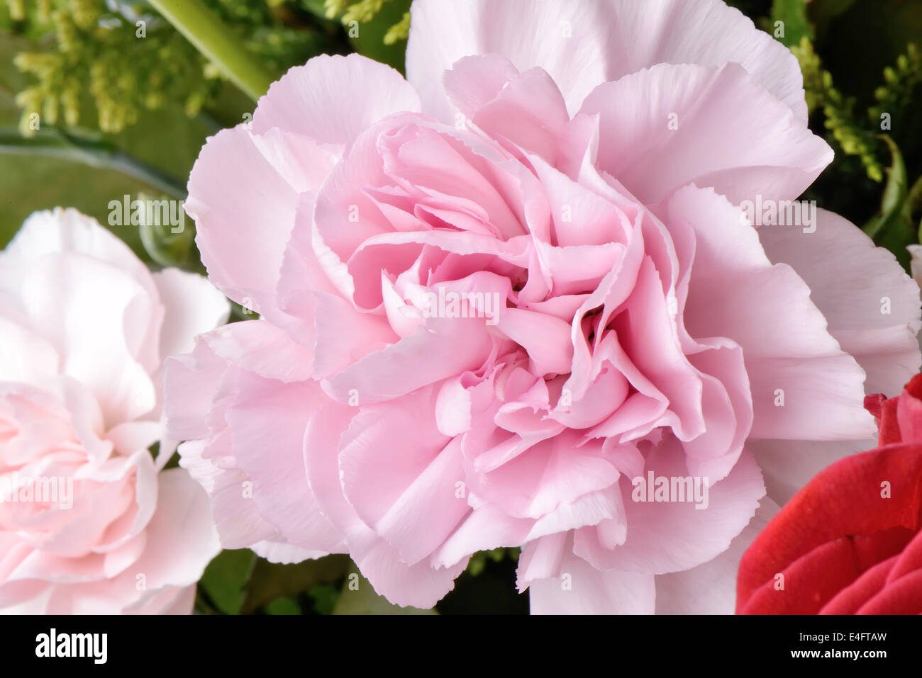 Nahaufnahme von frischen rosa Nelke in voller Blüte Stockfoto