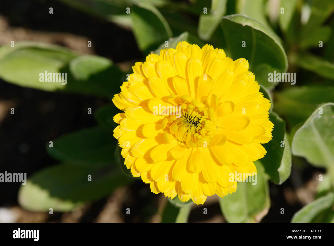 Nahaufnahme von weißen Blüten im sonnigen Frühlingstag Stockfoto