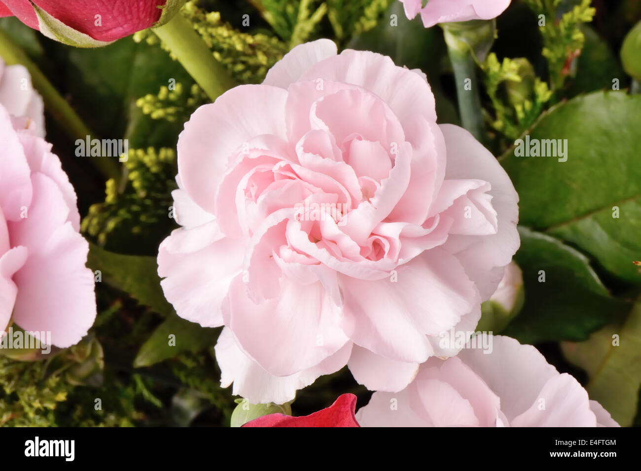 Nahaufnahme von frischen rosa Nelke in voller Blüte Stockfoto