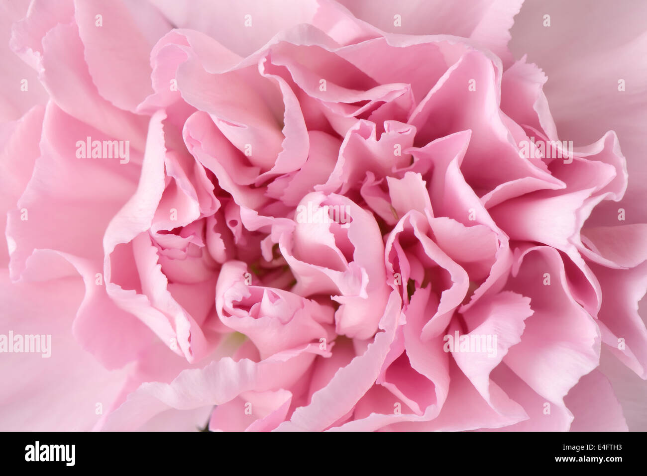Nahaufnahme von frischen rosa Nelke in voller Blüte Stockfoto