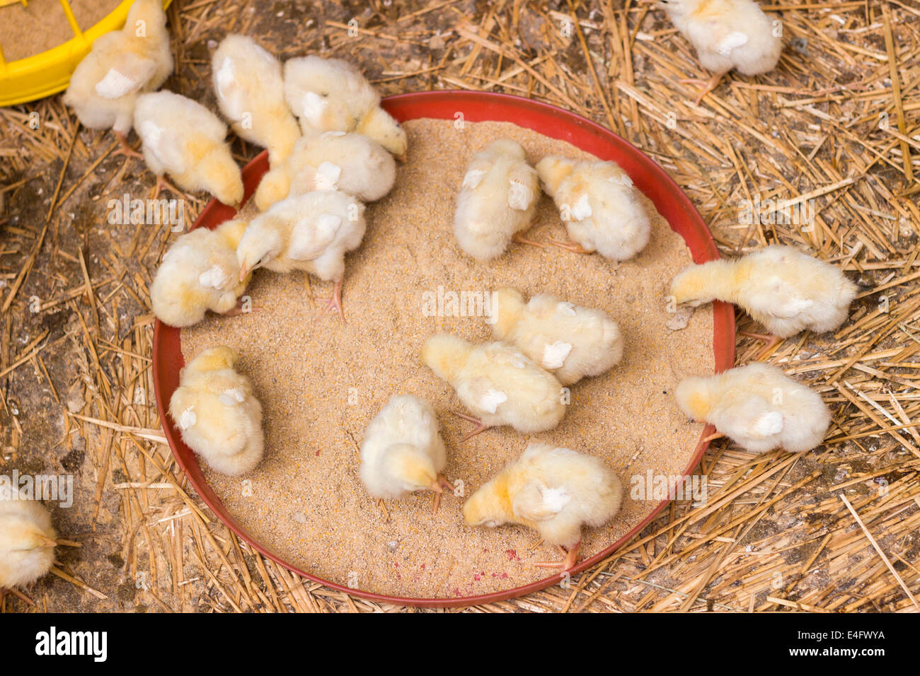 Küken gefüttert auf einer Hühnerfarm, Draufsicht Stockfoto