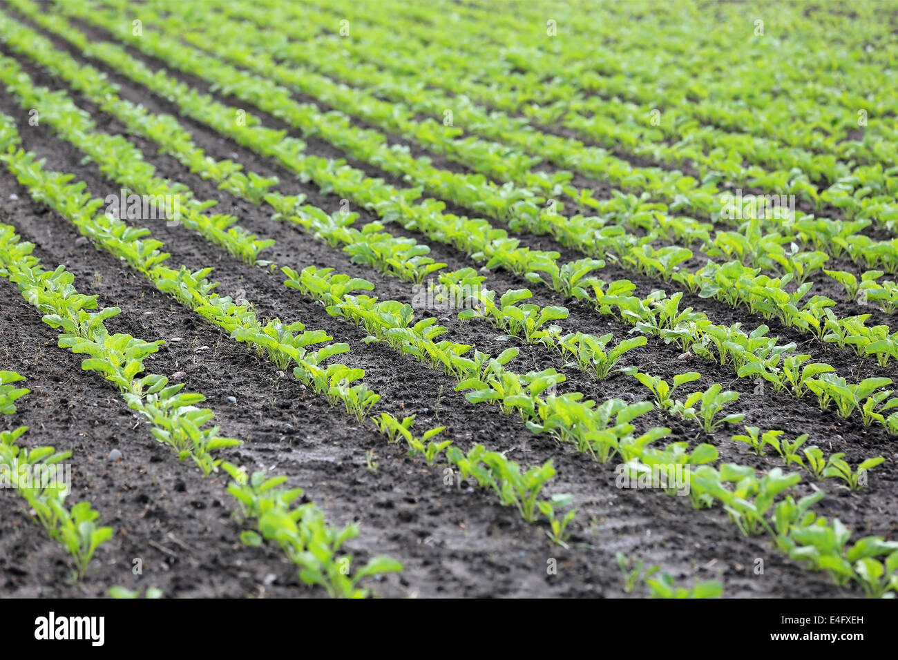 Linien der Anbau von Zuckerrüben auf einem Feld im Sommer. Geringe Schärfentiefe. Stockfoto