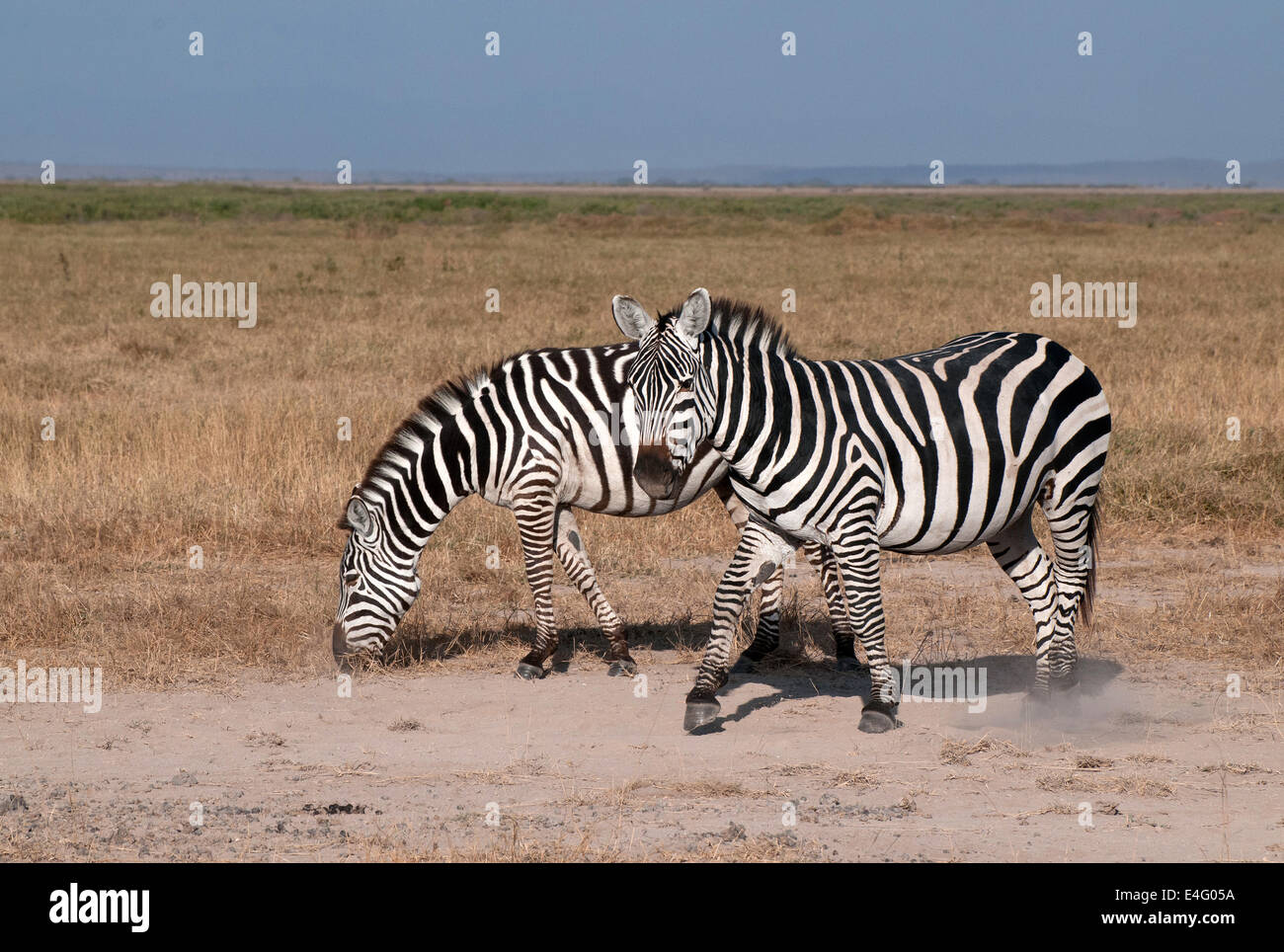 Zwei gemeinsame Zebras im Amboseli-Nationalpark Kenia Ostafrika zwei gemeinsame ZEBRA ZEBRAS AMBOSELI Kenia Stockfoto