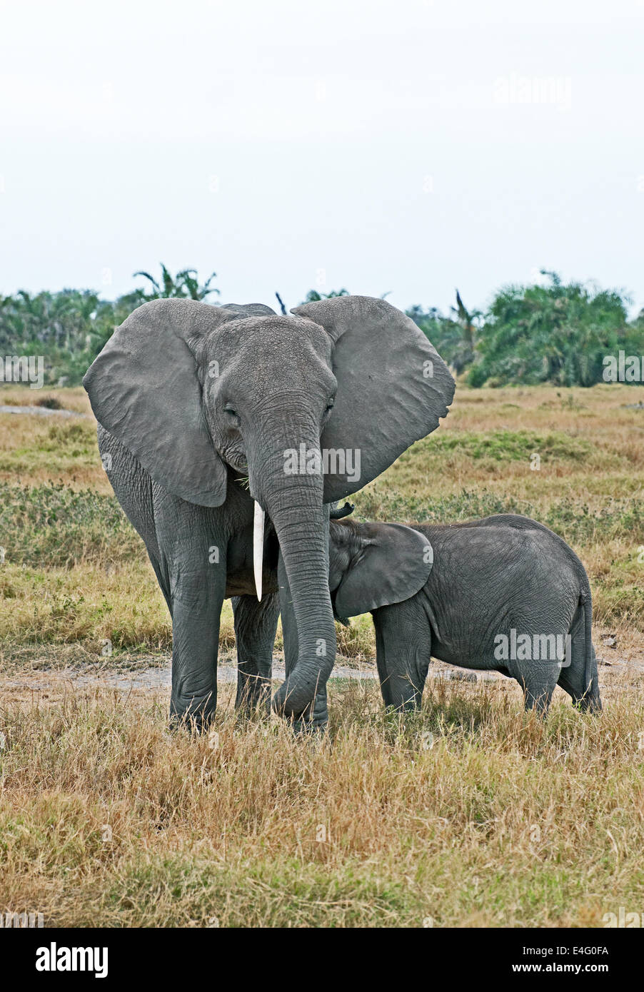 Afrikanische Elefantendame Spanferkel ihr Kälbchen Amboseli Nationalpark Kenia in Ostafrika Stockfoto