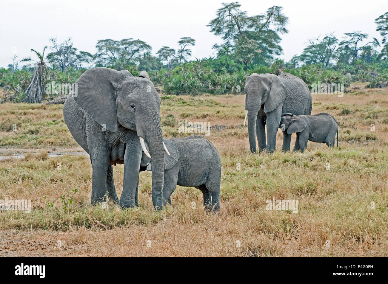 Zwei weibliche afrikanische Elefanten Spanferkel ihr Baby Kälber Amboseli Nationalpark Kenia in Ostafrika Stockfoto