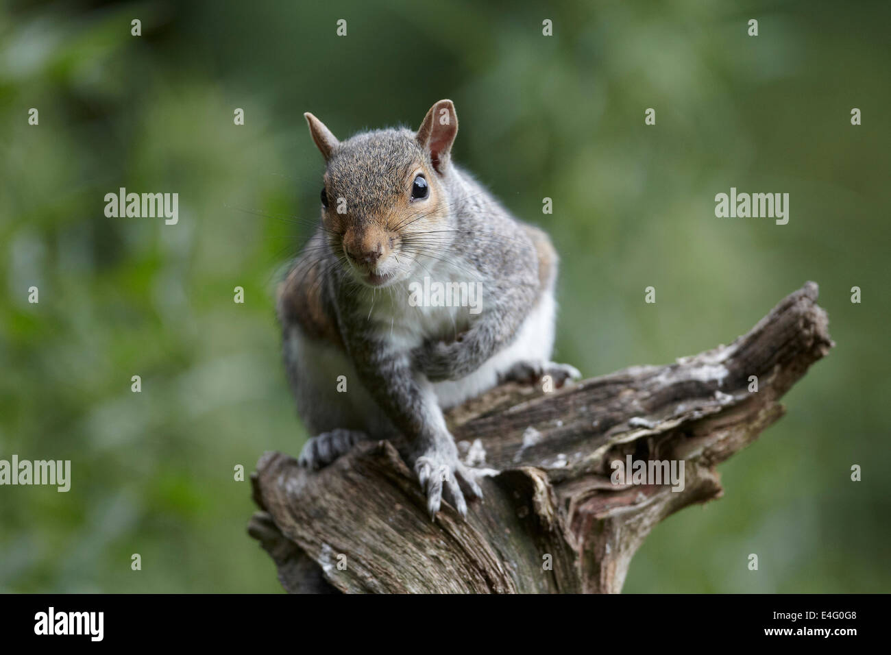 Graue Eichhörnchen Sciurus Carolinensis, UK Stockfoto