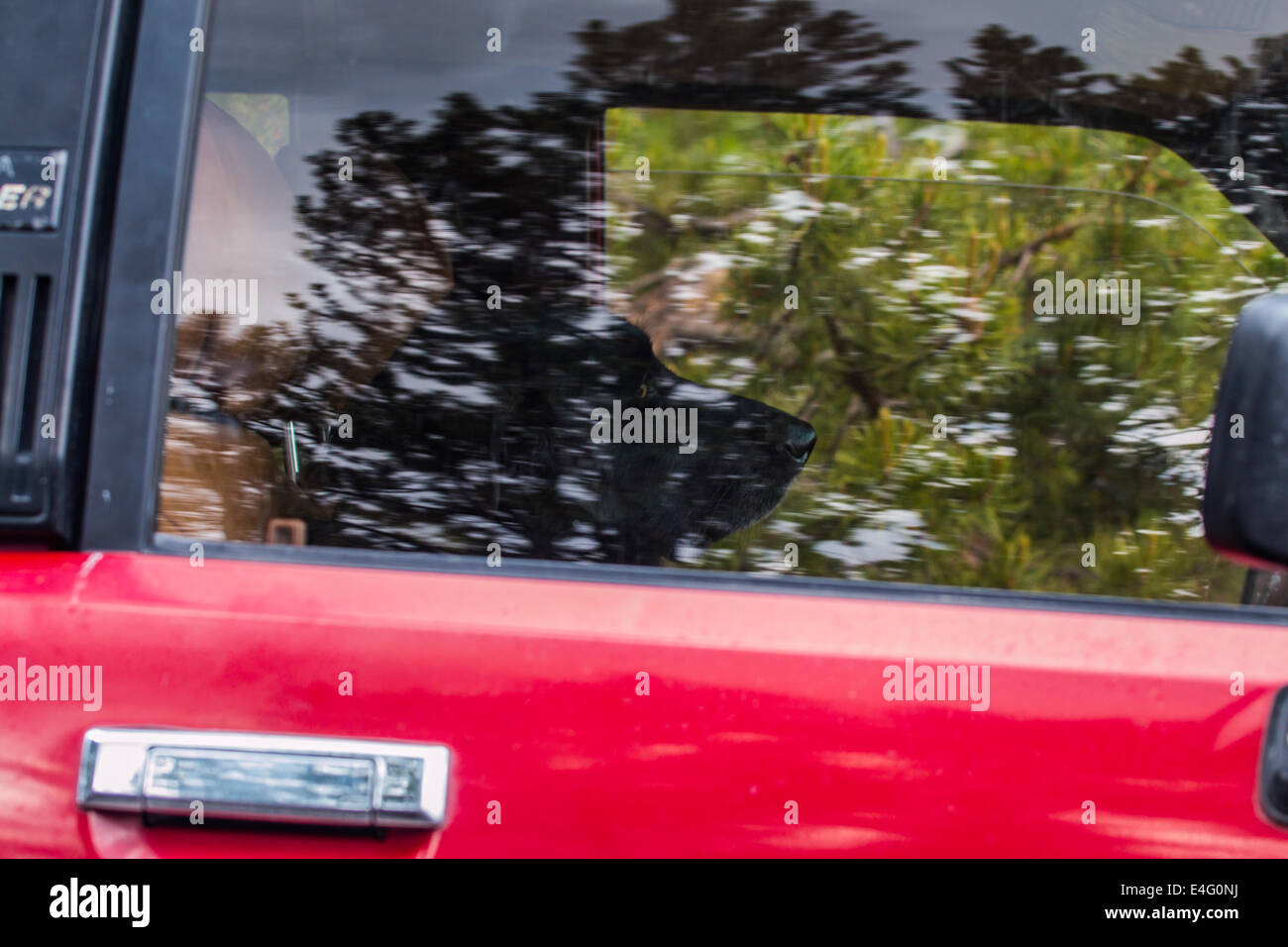 Kostet wieviel der Hund im Fenster ""? Stockfoto