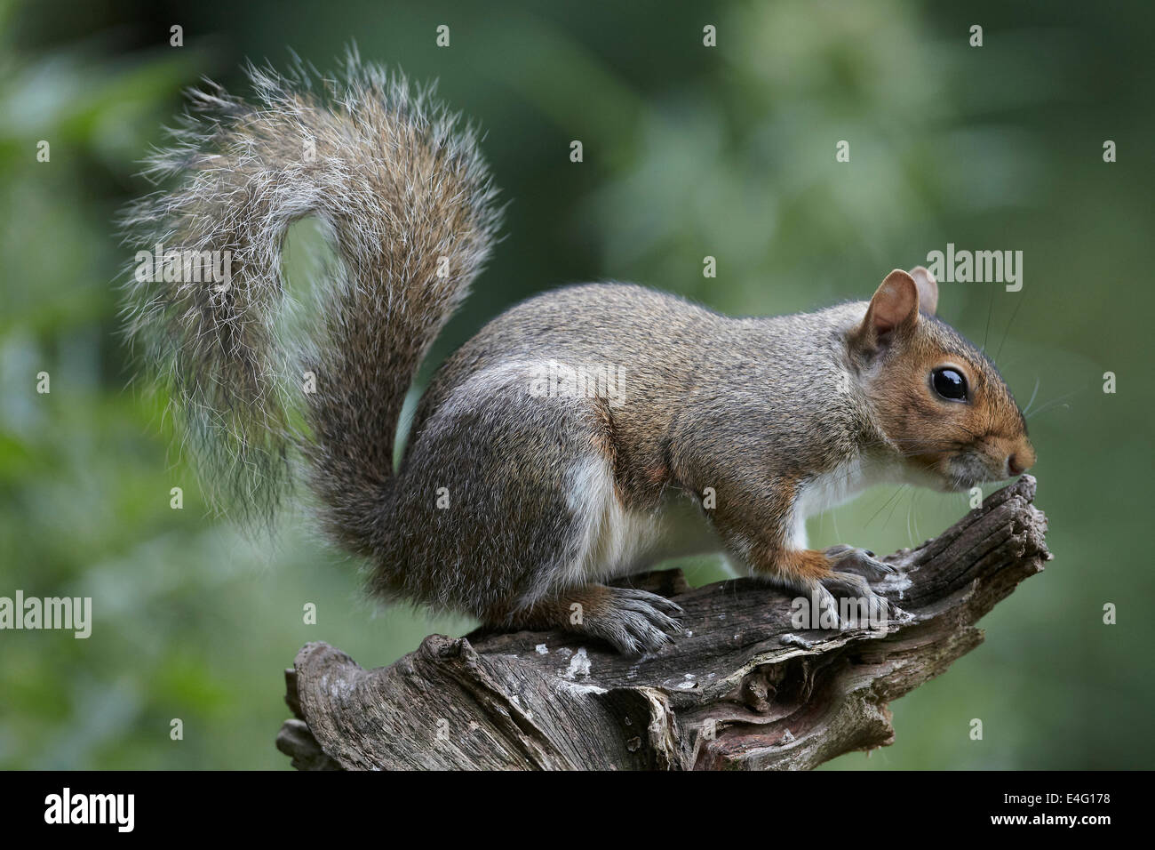 Graue Eichhörnchen Sciurus Carolinensis, UK Stockfoto