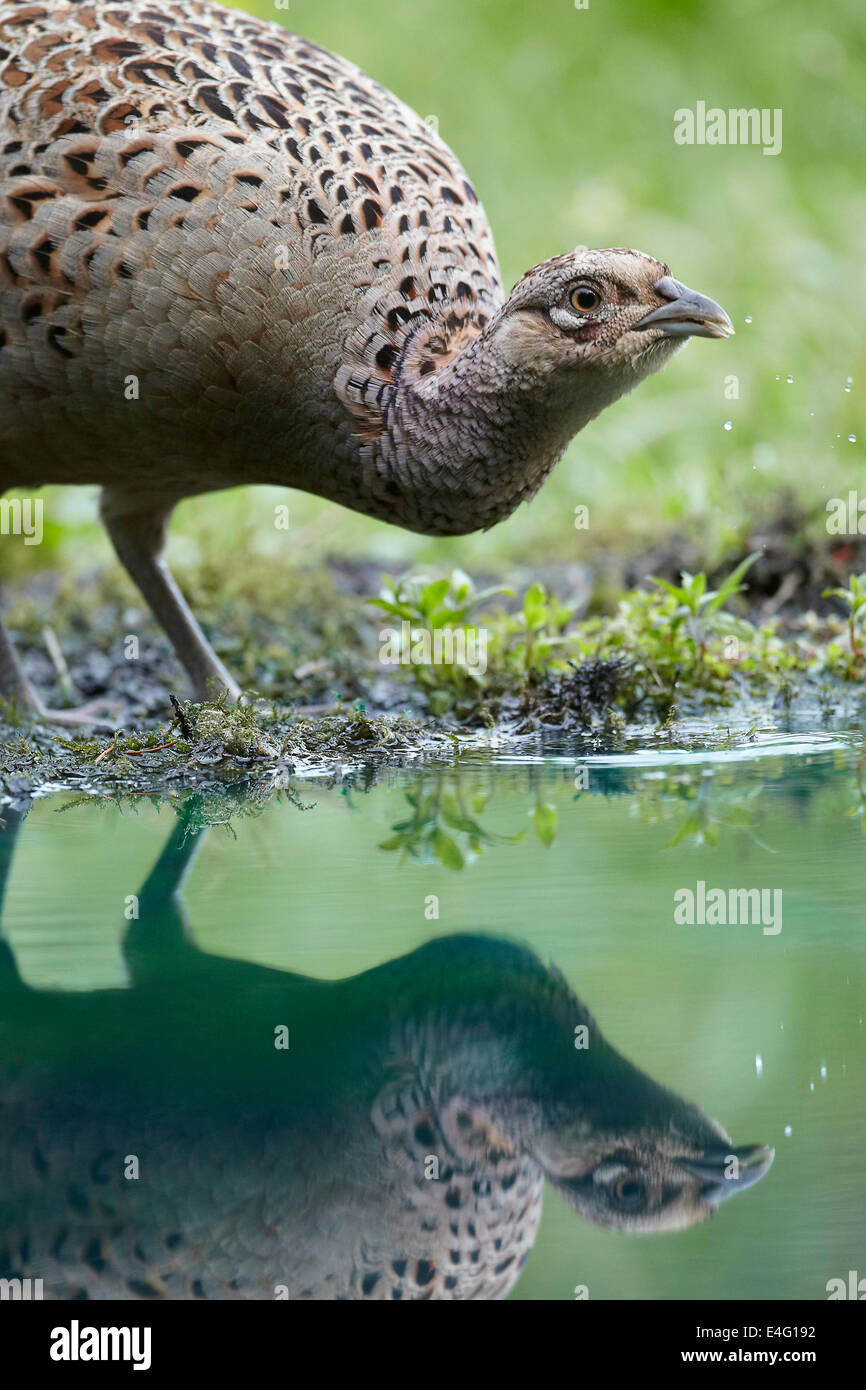 Fasan (Hen), Phasianus Colchicus, spiegelt sich in und aus einem Teich, East Yorkshire, UK zu trinken. Stockfoto