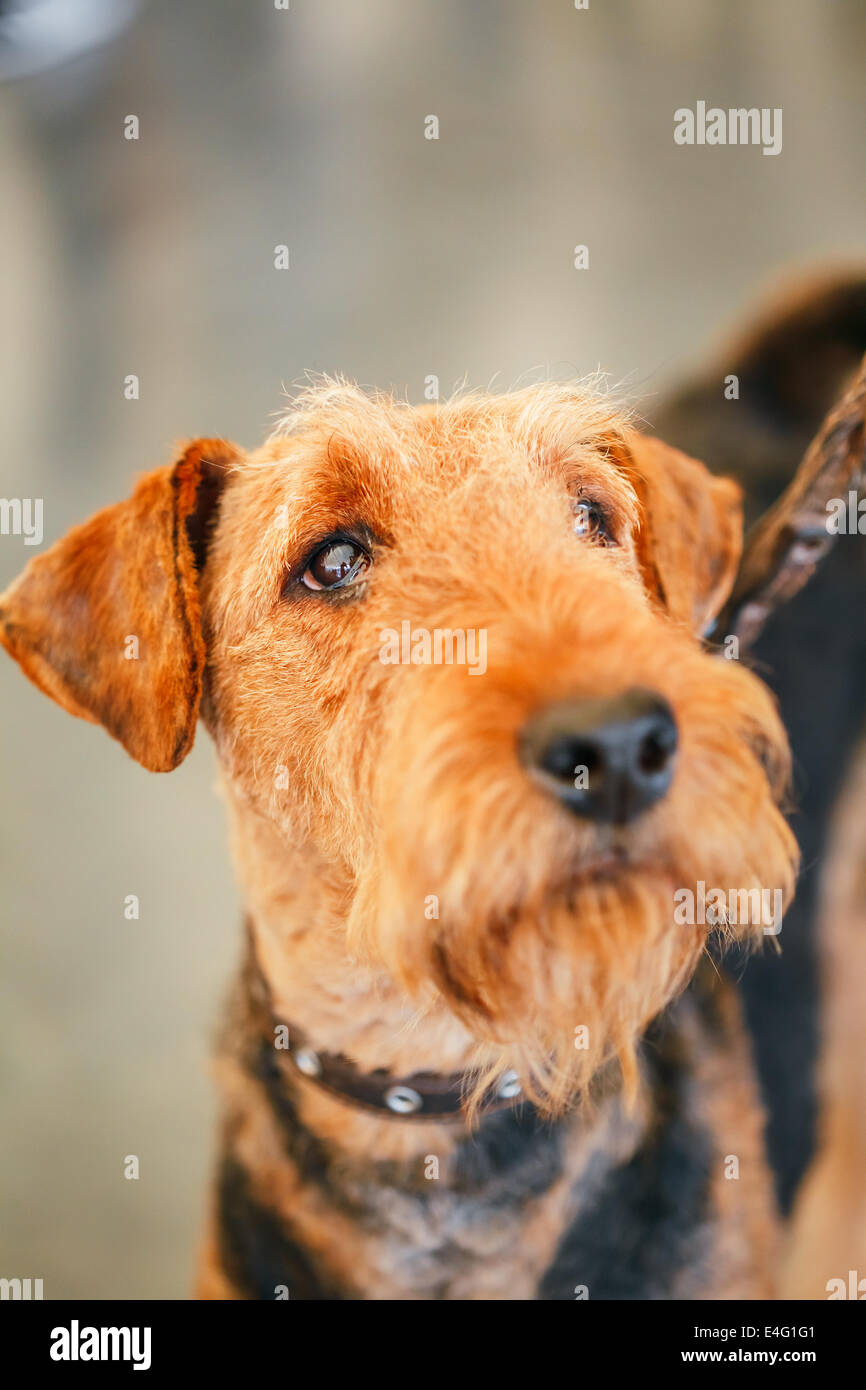 Brown-Airedale-Terrier Hund nahe Porträt Stockfoto