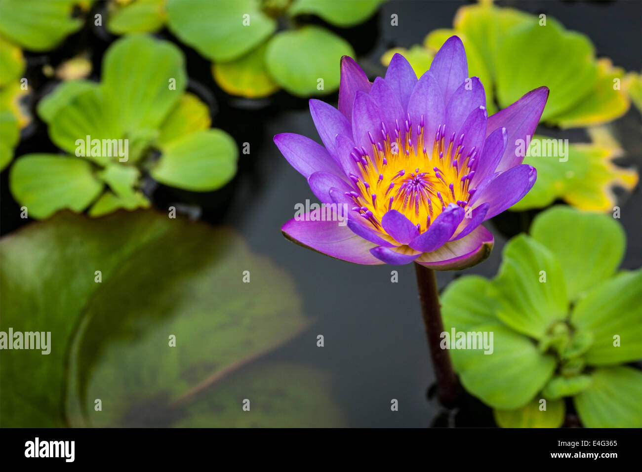 Lila Lotus im Teich hautnah Stockfoto