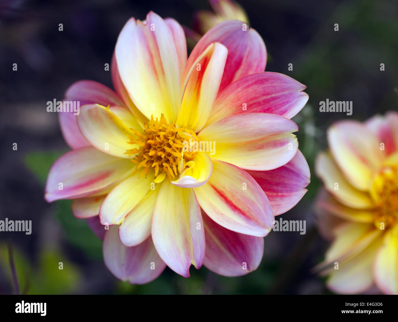 Nahaufnahme Bild einer einzelnen Blume Dahlie Stockfoto