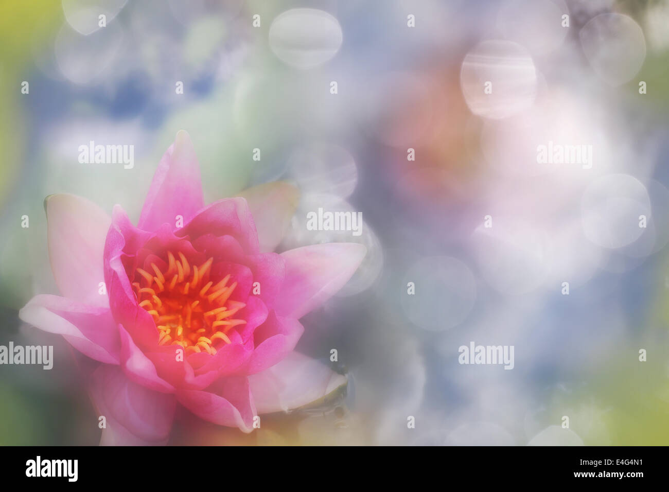 Impressionistische Seerose Stockfoto