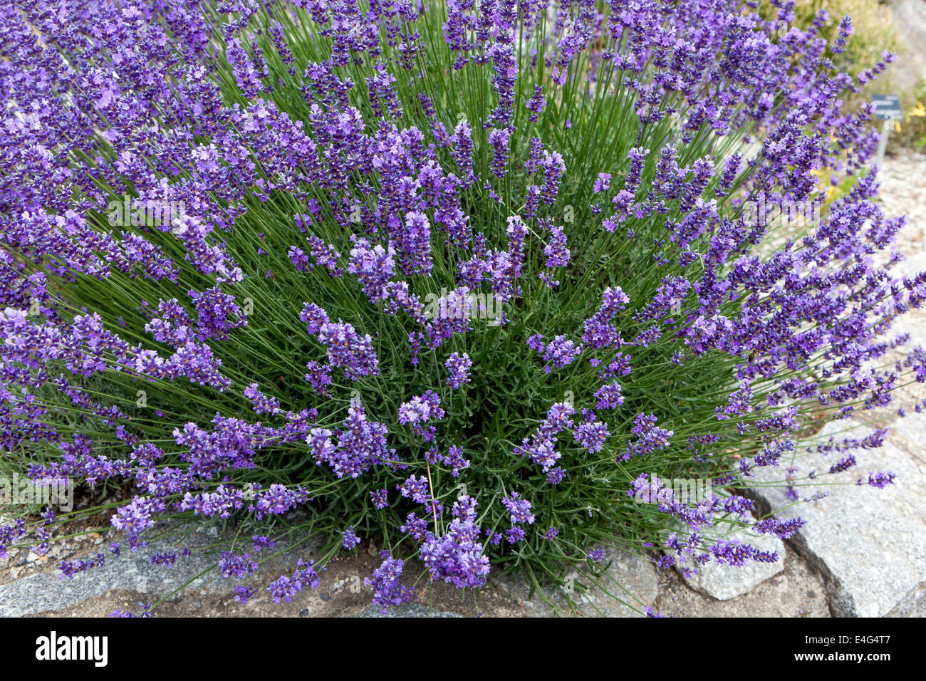 Pflanzen wachsen auf stein Fotos und Bildmaterial in hoher Auflösung
