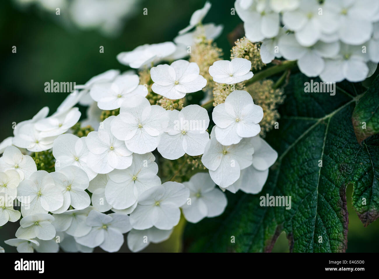 Hydrangea Quercifolia Snow Queen, weiß blühenden Strauch