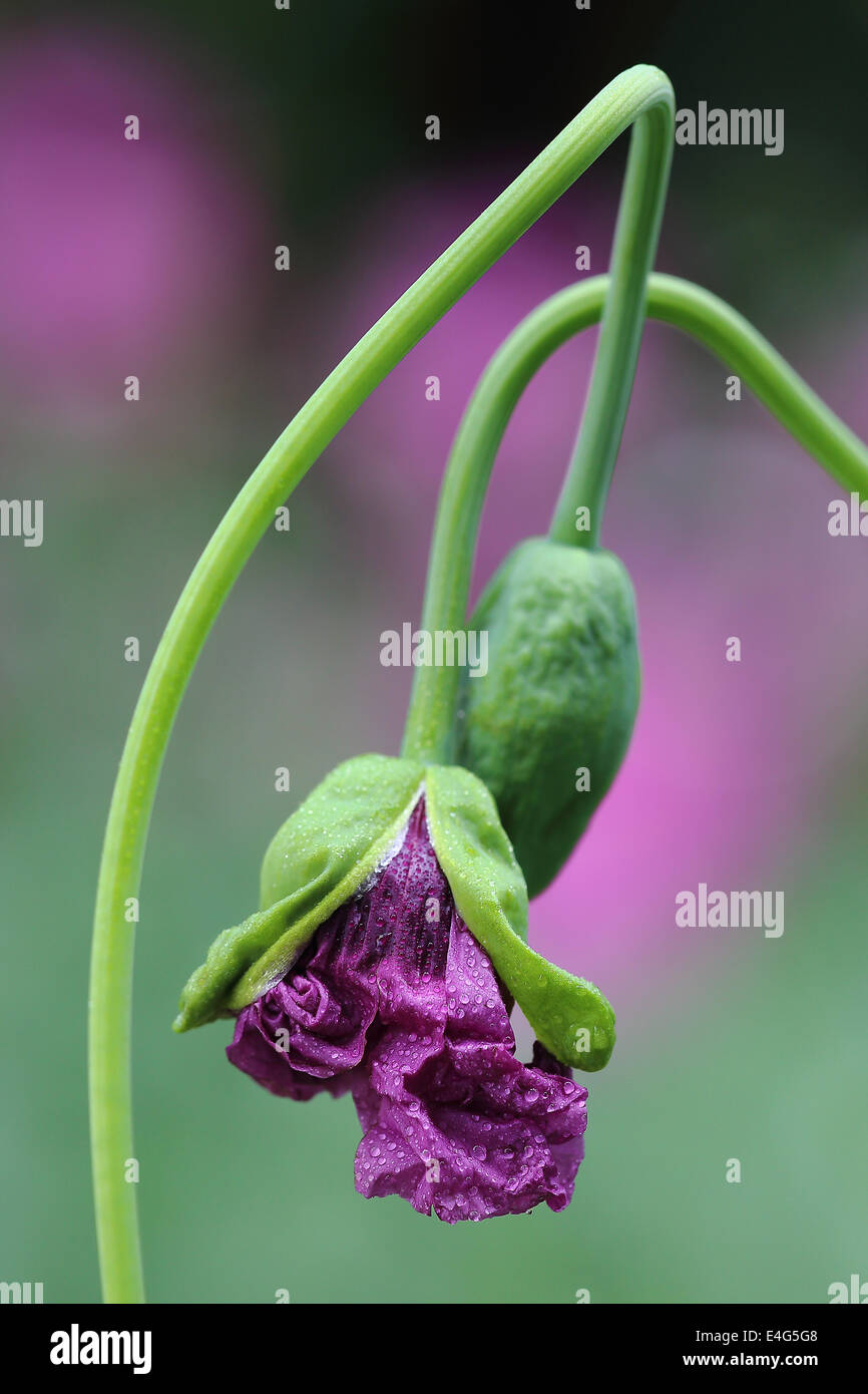 Zwei ineinander verschlungene Mohn Stockfoto