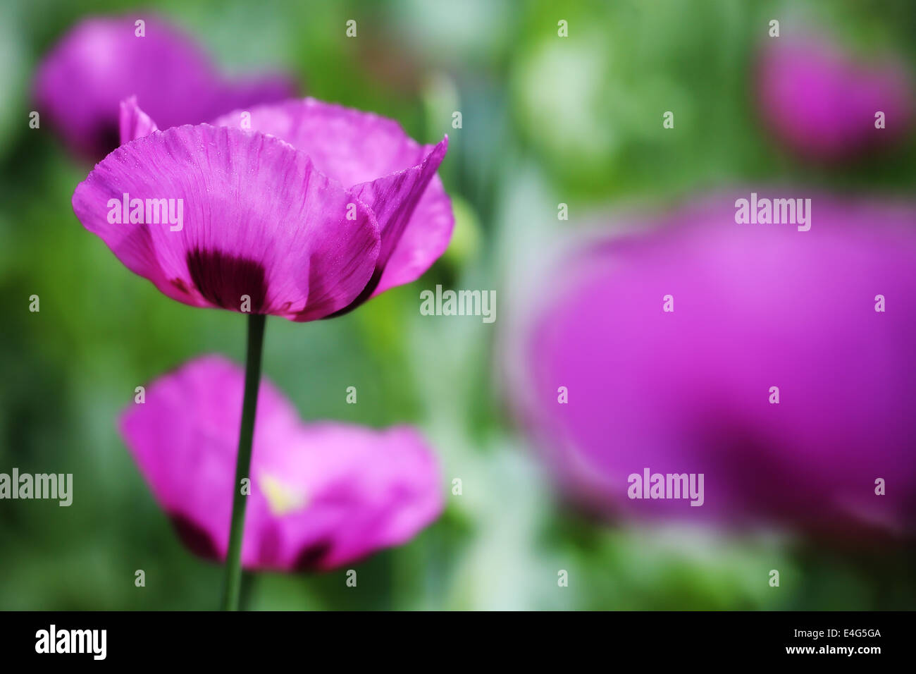 Poppy Flower Stockfoto