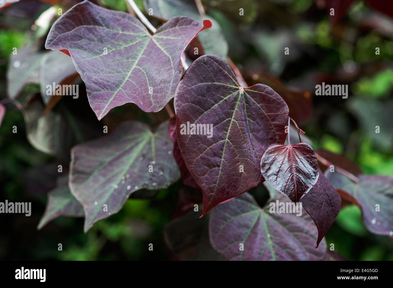 Cercis Canadensis Forest Pansy, östliche Redbud.purple Blatt Stockfoto