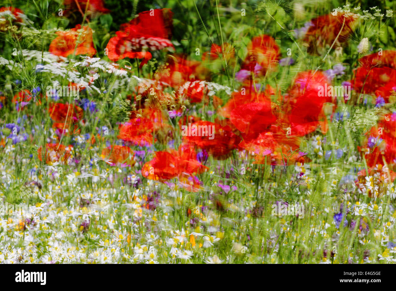 Mohn Wiese multiexposure Stockfoto