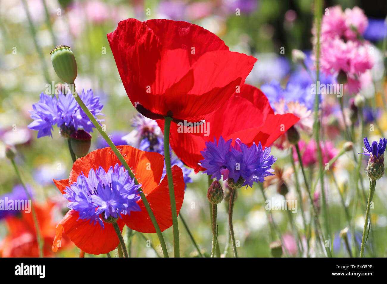 Mohn Wiese Stockfoto