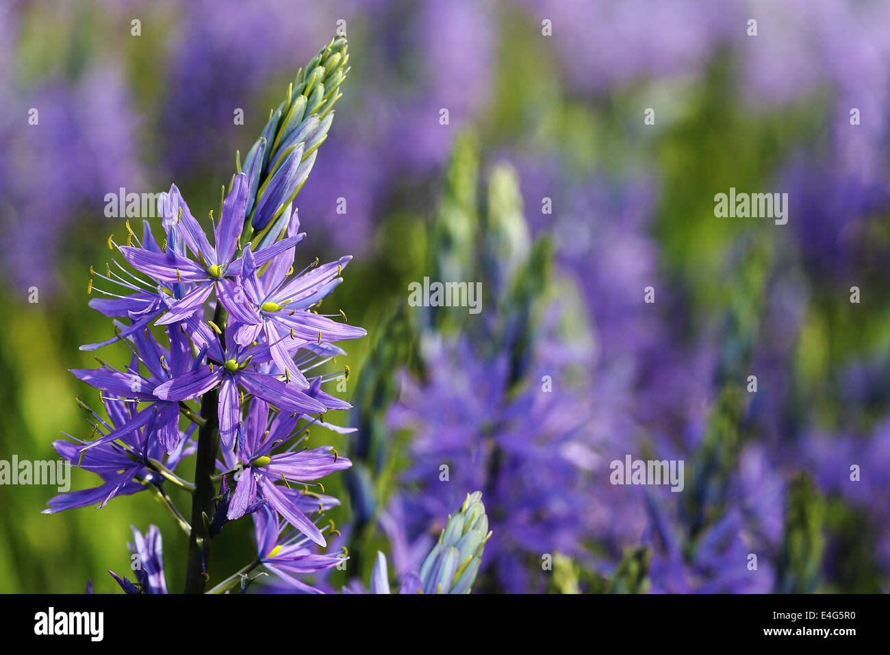 Camassia Blume Stockfoto