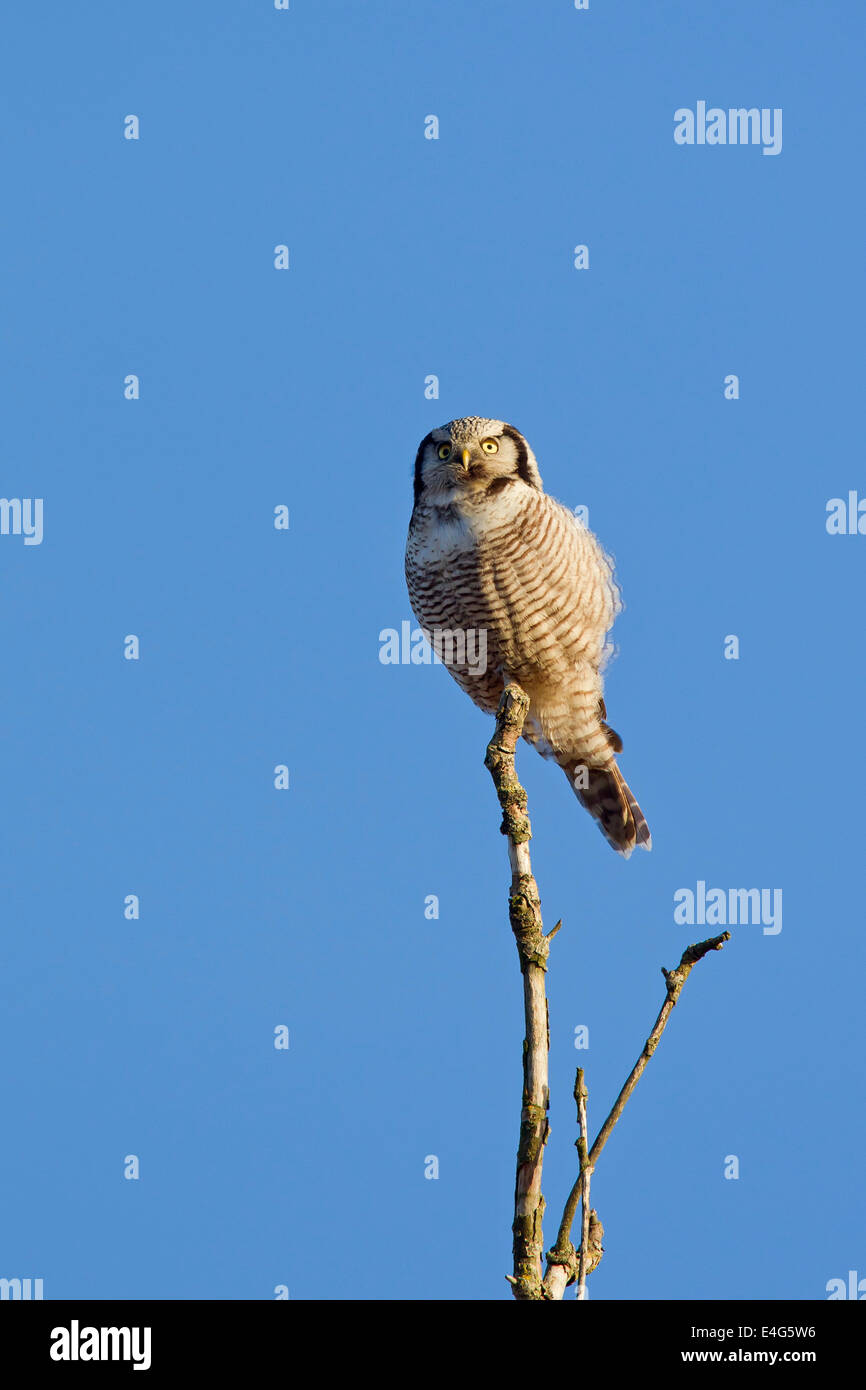 Nördlichen Sperbereule (Surnia Ulula) thront in Baum Stockfoto